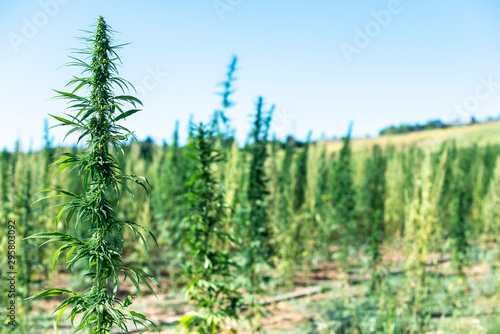 Marijuana farm.  Growing Cannabis sativa in farm.