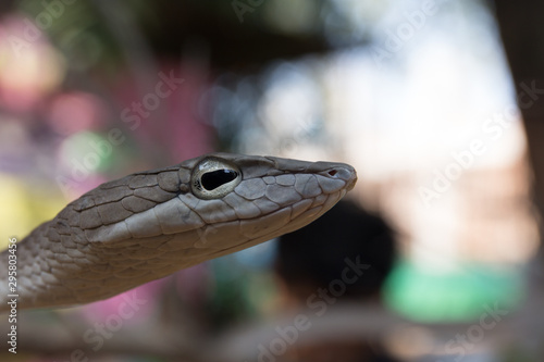 Oriental whipsnake in nature