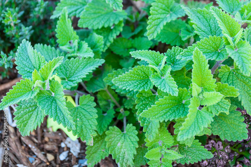 Mint vibrant leaves at sunlight for texture or background. Abstract nature plant image.