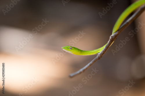 Oriental whipsnake in nature © wannasak