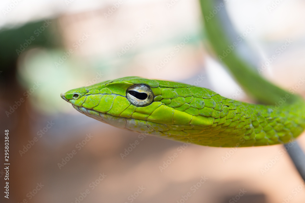Oriental whipsnake in nature Oriental whipsnake in nature