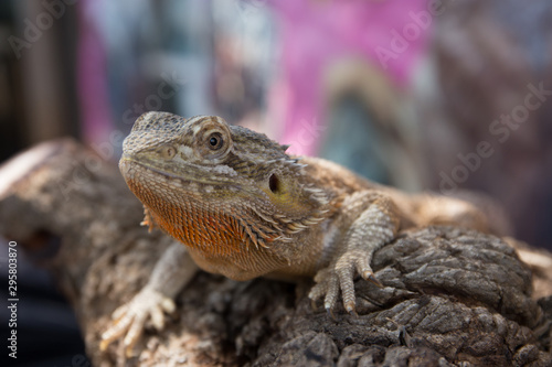 Horned Lizard Desert photo