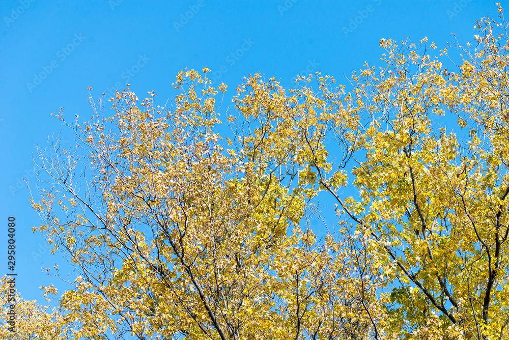Beautiful and bright autumnal trees. Autumn colors. Beautiful and bright autumnal trees. Autumn colors.