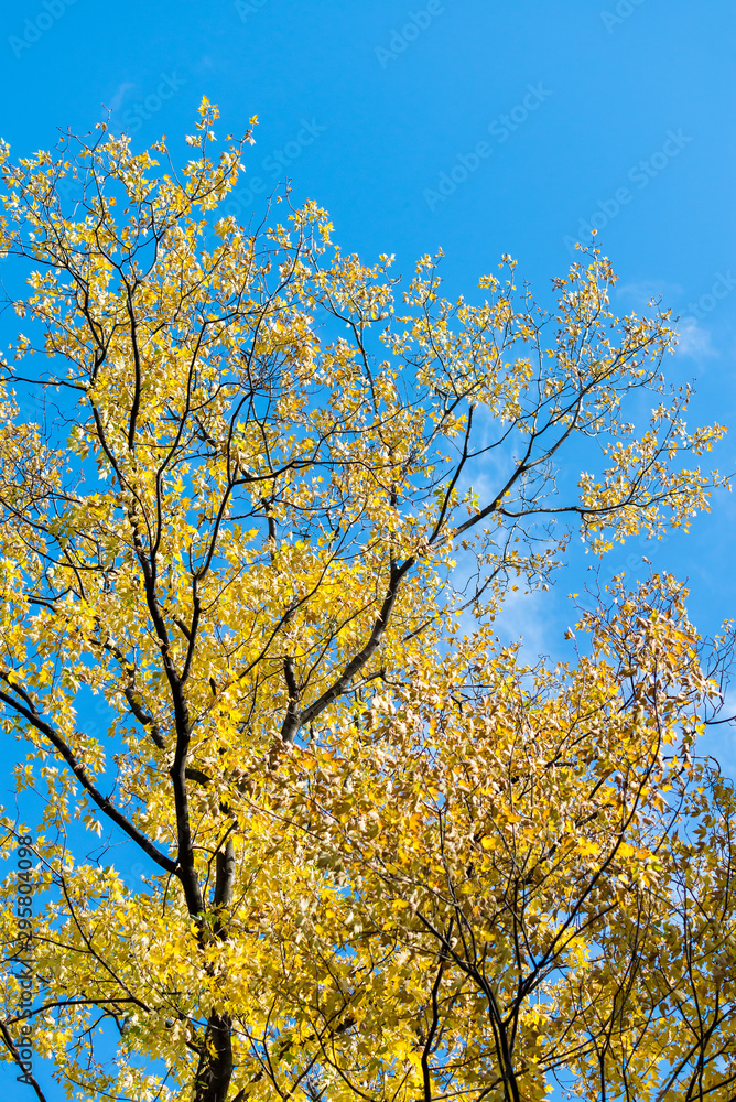Beautiful and bright autumnal trees. Autumn colors. Beautiful and bright autumnal trees. Autumn colors.