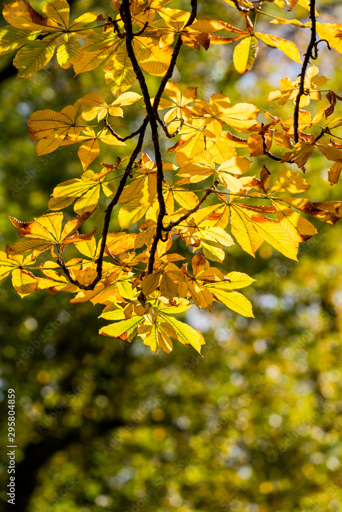 Beautiful and bright autumnal trees. Autumn colors. Beautiful and bright autumnal trees. Autumn colors.