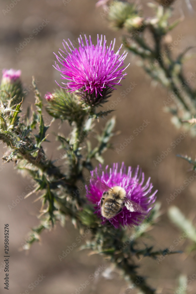 Obraz premium Thistle. Thistle flowers. Floral background.