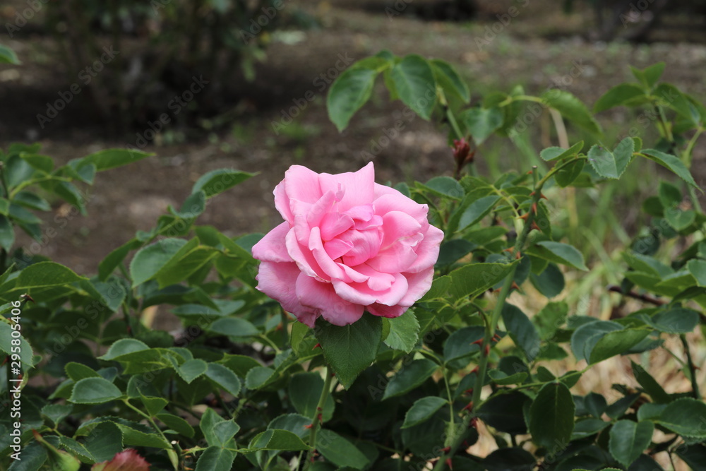 薔薇 ばら 羽衣 薔薇 ばら 羽衣