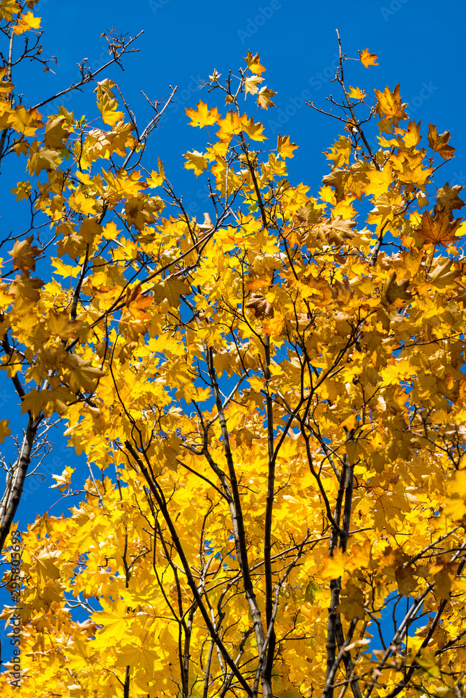 Beautiful and bright autumnal trees. Autumn colors. Beautiful and bright autumnal trees. Autumn colors.