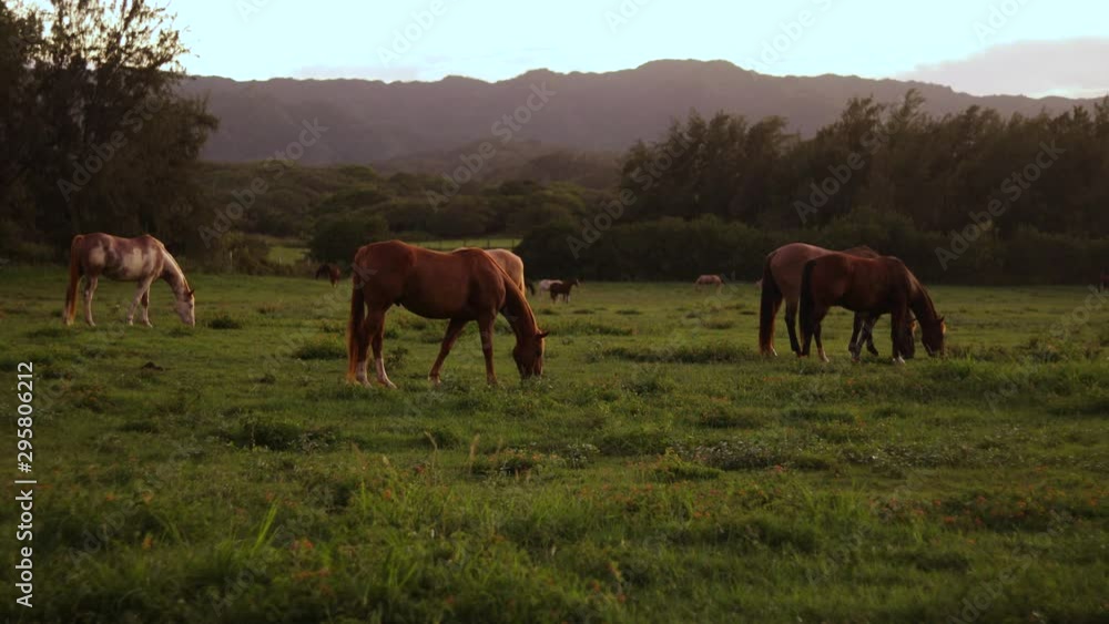 Still shot of a group of large horses grazing and feeding on the lush green grass on a ranch in Hawaii. Shot during golden hour. Still shot of a group of large horses grazing and feeding on the lush green grass on a ranch in Hawaii. Shot during golden hour.