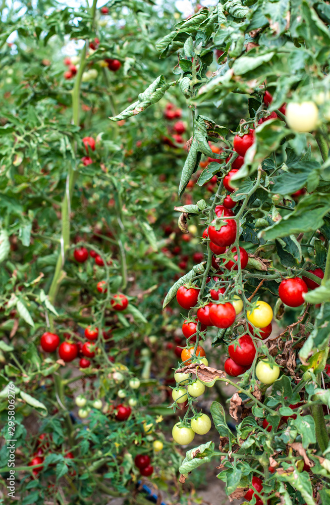 Small tomatoes in greenhouse