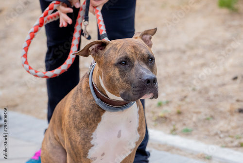 Foto Portrait of old big staffordshire bull terrier dog in the park