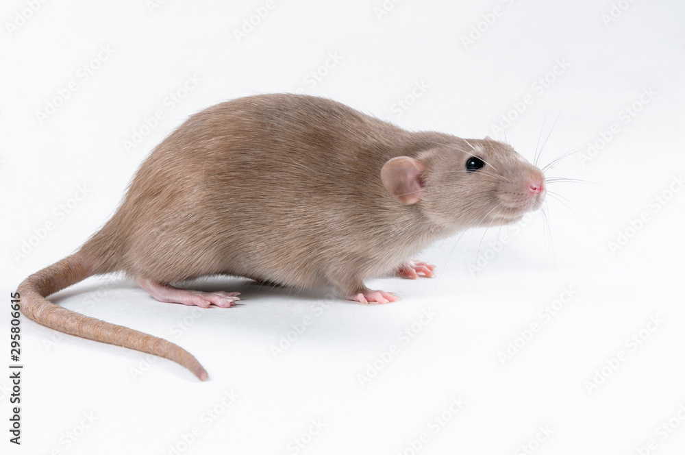 Scared brown rat on white background Scared brown rat on white background