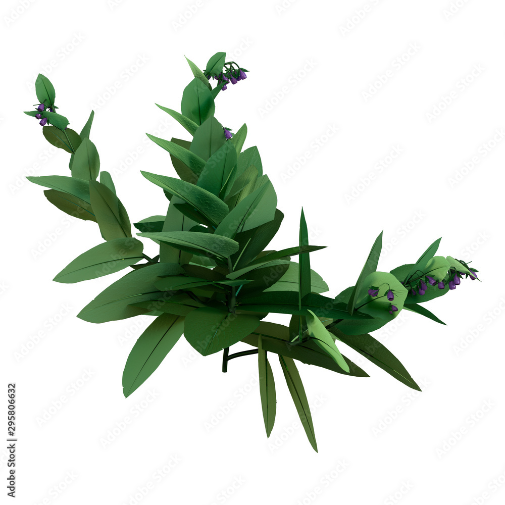 3D Rendering Blooming Comfrey Plant on White 3D Rendering Blooming Comfrey Plant on White