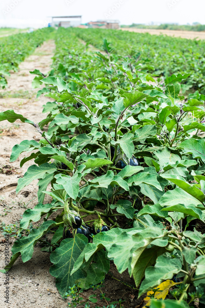 Eggplant on the field. Growing Eggplant in plantation. Eggplant on the field. Growing Eggplant in plantation.