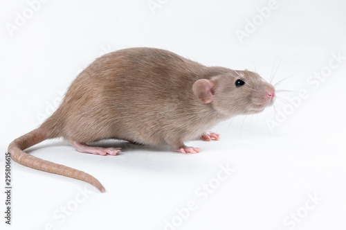 Scared brown rat on white background