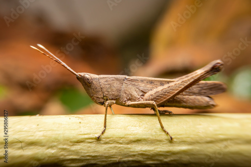 The brown grasshopper on a branch in the forest. Close up of the Brown insects on the branches in the garden. © witsawat