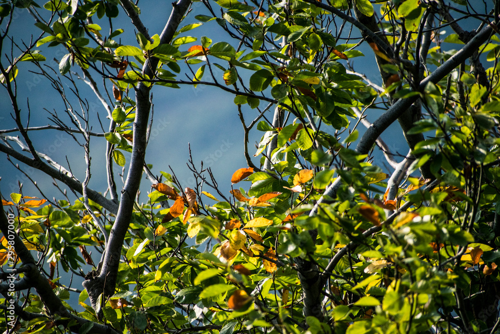 branch of a tree branch of a tree