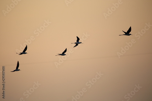 silhouettes of flying birds on sunset background