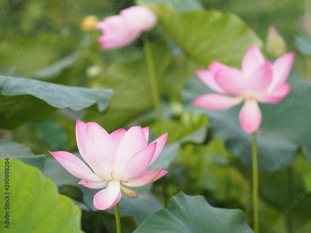 Plantae, Indian, Sacred Lotus, Bean of India, Nelumbo, NELUMBONACEAE name flower in pound Large flowers, oval buds Pink tapered end, center of the petals are bloated Plantae, Indian, Sacred Lotus, Bean of India, Nelumbo, NELUMBONACEAE name flower in pound Large flowers, oval buds Pink tapered end, center of the petals are bloated