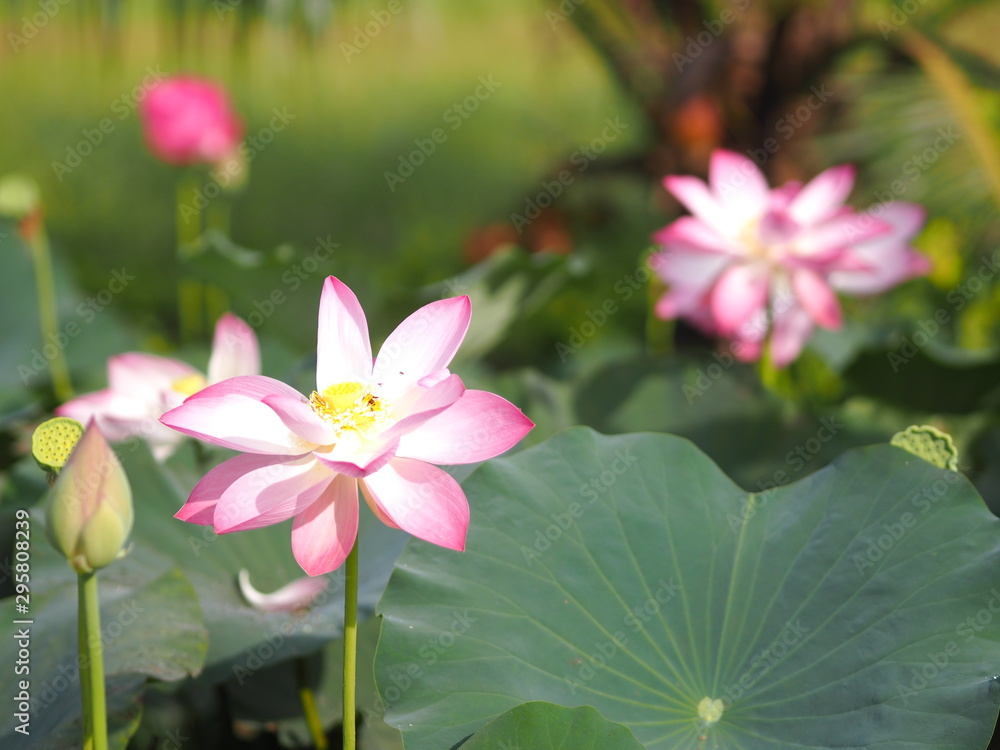 Plantae,  Indian, Sacred Lotus, Bean of India, Nelumbo, NELUMBONACEAE name flower in pound Large flowers, oval buds Pink tapered end, center of the petals are bloated