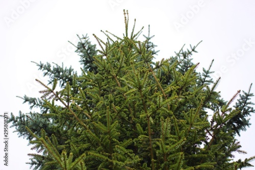 Fir Tree