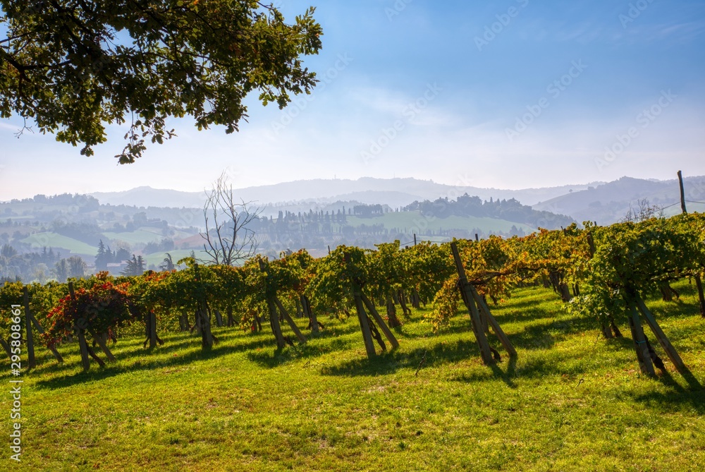 Mountain vineyards