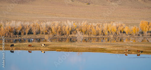 yellow autumn trees and cows on the background of the lake