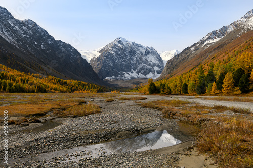 Amazing autumn Altai nature landscape of Aktru valley, mountain ice peaks of Siberia, fast mountain creek with stones, larch forest grow on mountain slopes and blue sky at sunny day. Altai, Siberia.