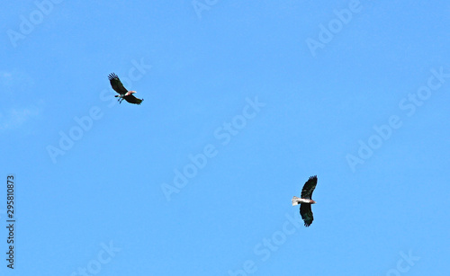 couple d'aigles photo