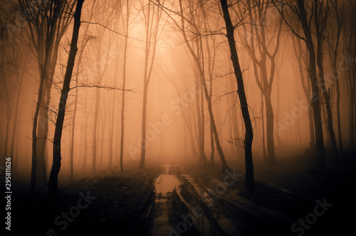 dark mysterious forest at sunset, path in the woods in magical light