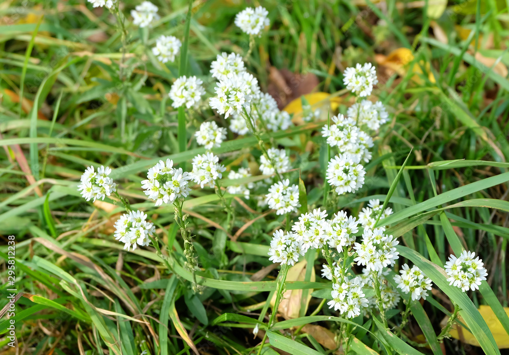 White flowers of Hoary alyssum (Berteroa incana) in a meadow in autumn White flowers of Hoary alyssum (Berteroa incana) in a meadow in autumn