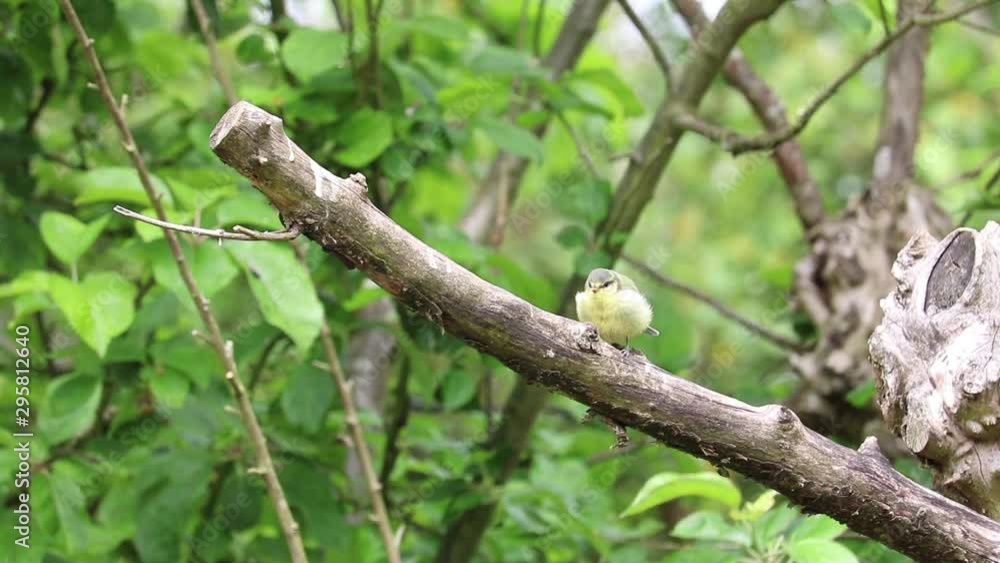 Cute baby fledgling blue tit bird hopping up dead branch in apple tree Cute baby fledgling blue tit bird hopping up dead branch in apple tree