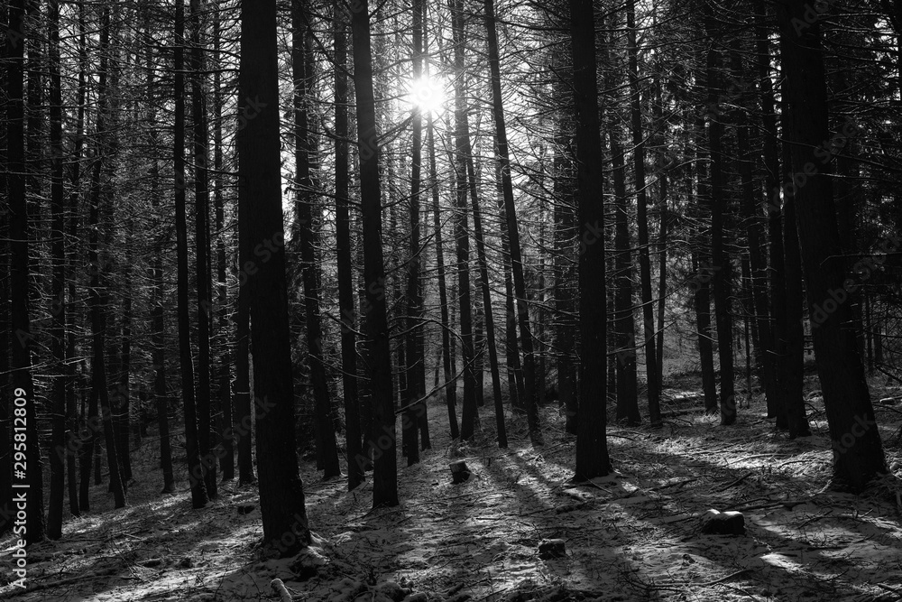 Fototapeta premium Winter Forest seasons