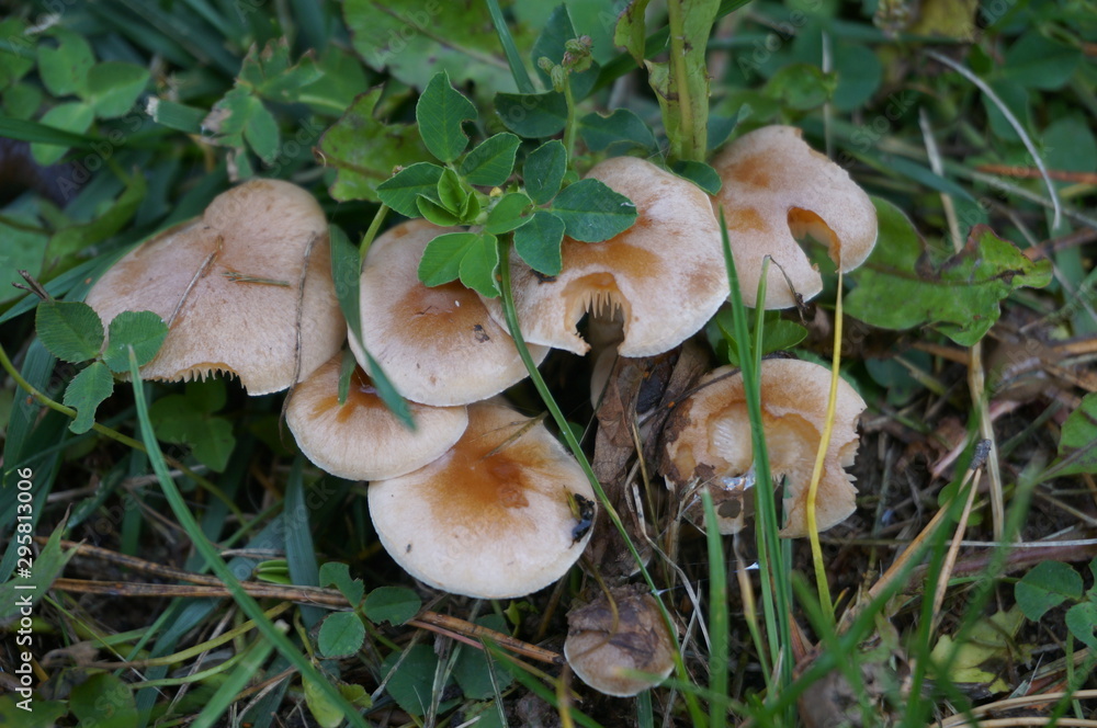 mushrooms hid in the green grass mushrooms hid in the green grass