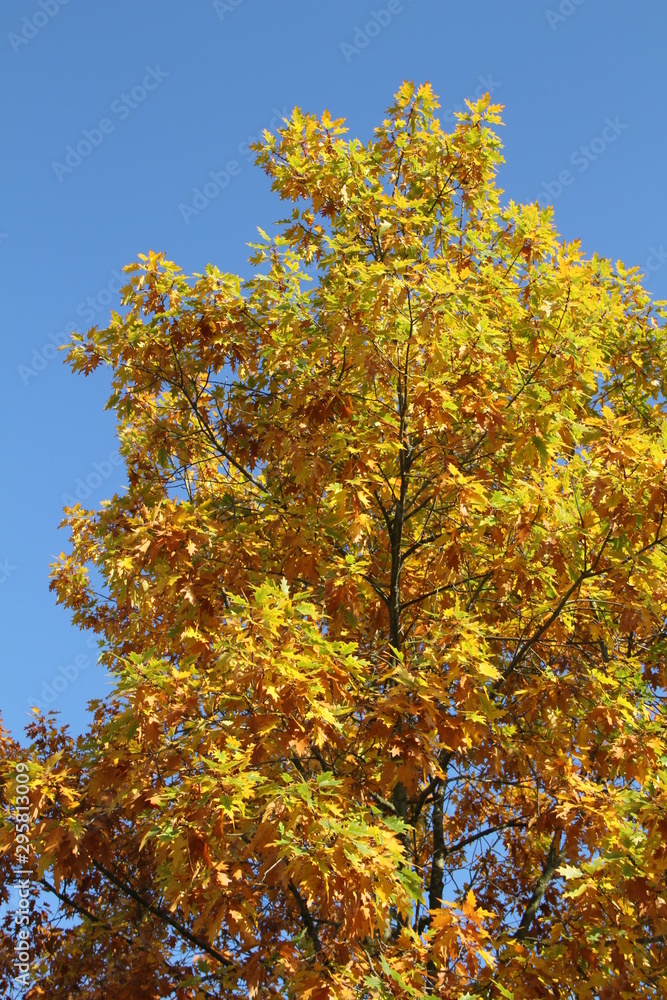Baum in bunten Herbstlaub vor blauem Himmel Baum in bunten Herbstlaub vor blauem Himmel