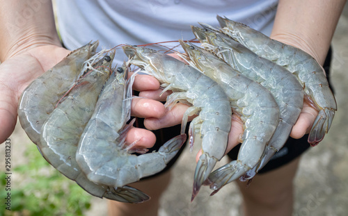 Close-up hand holding fresh white Shrimp