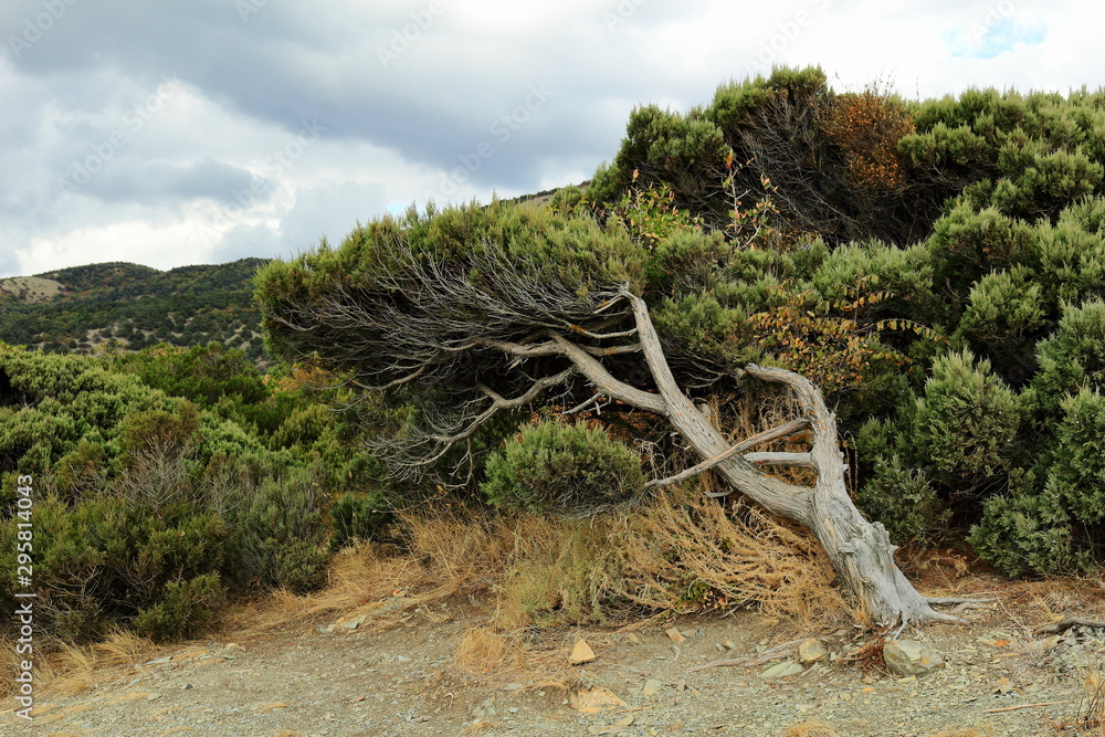 a tree in the mountains tilted by the wind