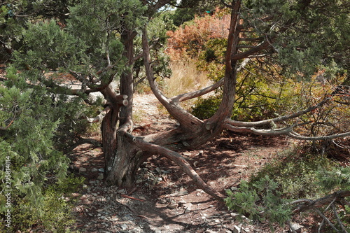 the juniper trees in the mountain forest