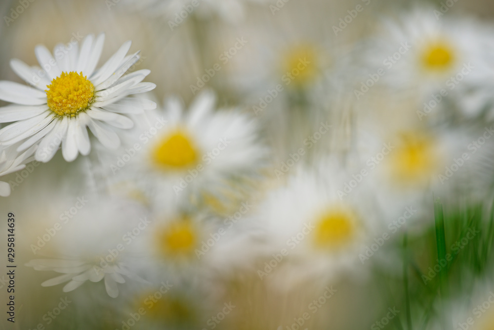 Fototapeta premium Gänseblümchen