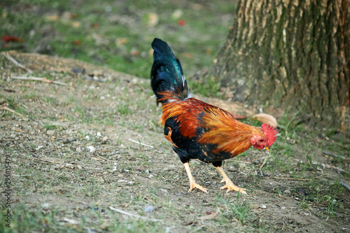 rooster inhibiting its plumage walking