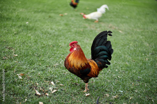 rooster inhibiting its plumage walking