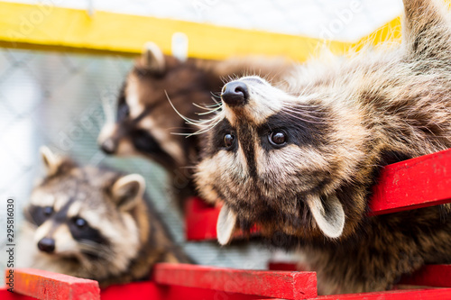 Raccoon pet  in the aviary