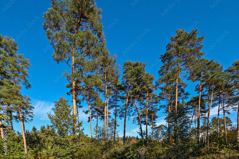 Die Bäume am Weg recken sich dem Himmel entgegen Die Bäume am Weg recken sich dem Himmel entgegen
