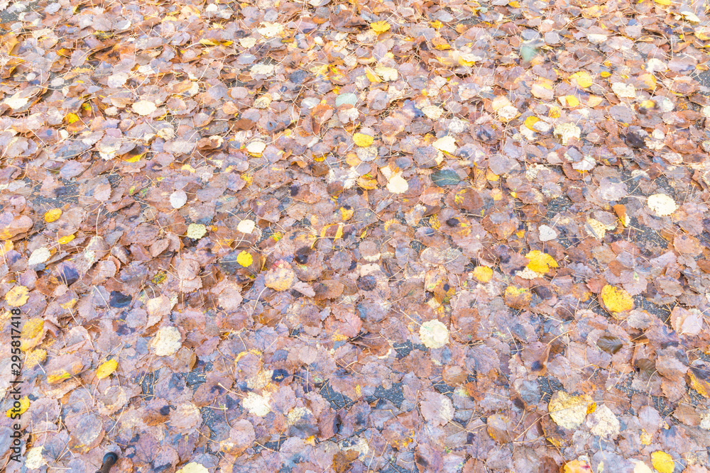 The autumn background or texture of birch, elm, poplar, maple and alder leaves of brown, yellow, red, orange colores on the asphalt pavement in the forest on in the park way after rain The autumn background or texture of birch, elm, poplar, maple and alder leaves of brown, yellow, red, orange colores on the asphalt pavement in the forest on in the park way after rain