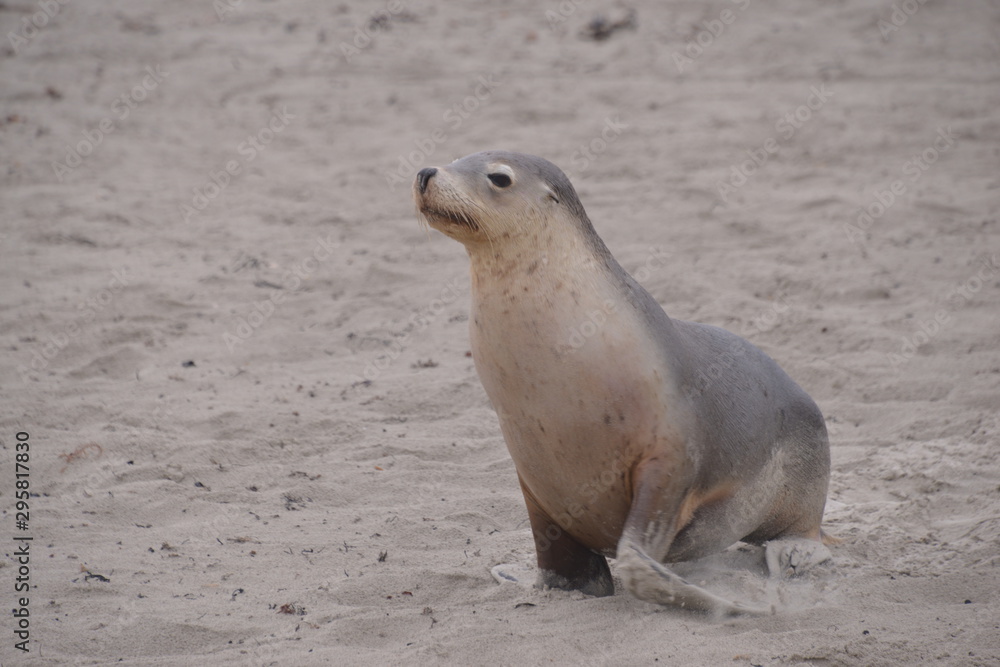 Fototapeta premium travel in Australia