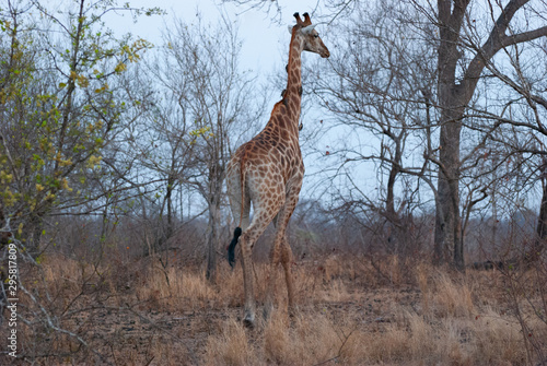Photography Giraffe between the trees