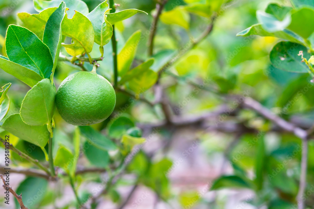 Lime Lime