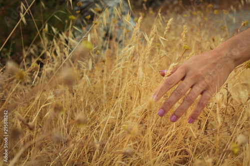 Woman's hand stroking a field of wheat and flowers