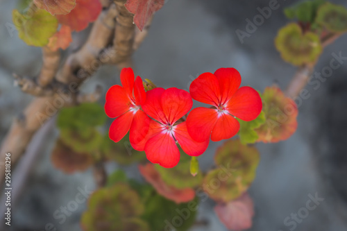 Red flowers surrounded by branches with green leaves on a gray background