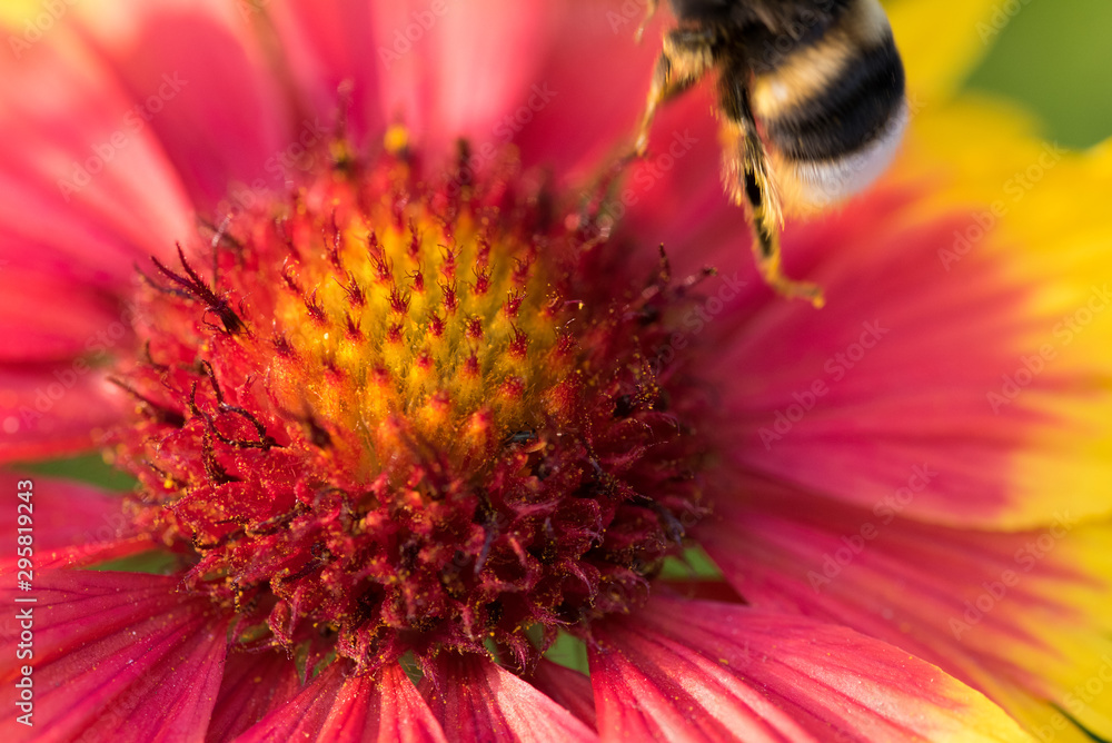 abeille bourdon pollinisation fleur en macro abeille bourdon pollinisation fleur en macro